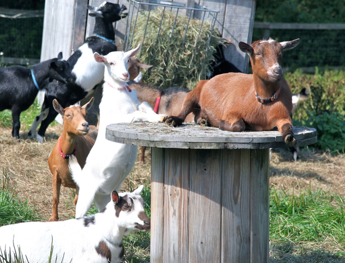 Why Are There So Many Goats on&nbsp;Facebook?